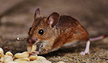24 Hour & Emergency Exterminators in Saint Peters, PA